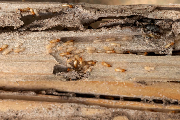 Best Best Pest Control Companies  in Woodstown, NJ
