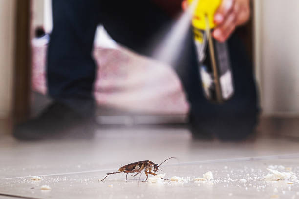 Reliable Woodstown, NJ Pest Control Solutions